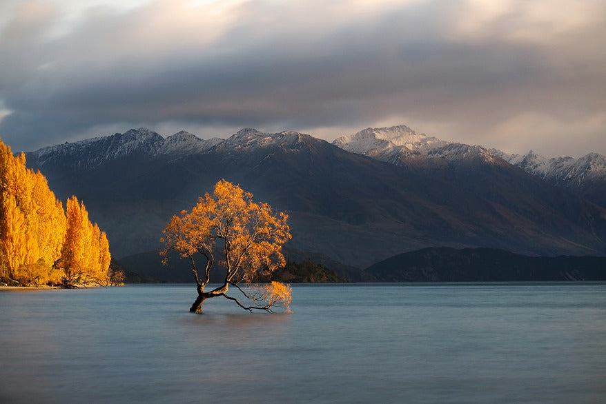 That Wānaka Tree, highlighting how Design Curtains by Nysa Lēon make and deliver custom curtains & blinds from Wānaka, New Zealand.